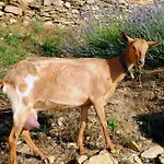 ファームステイ Agriturismo Il Roccolo Pantasina