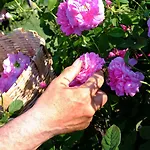 Agriturismo Il Roccolo Pantasina