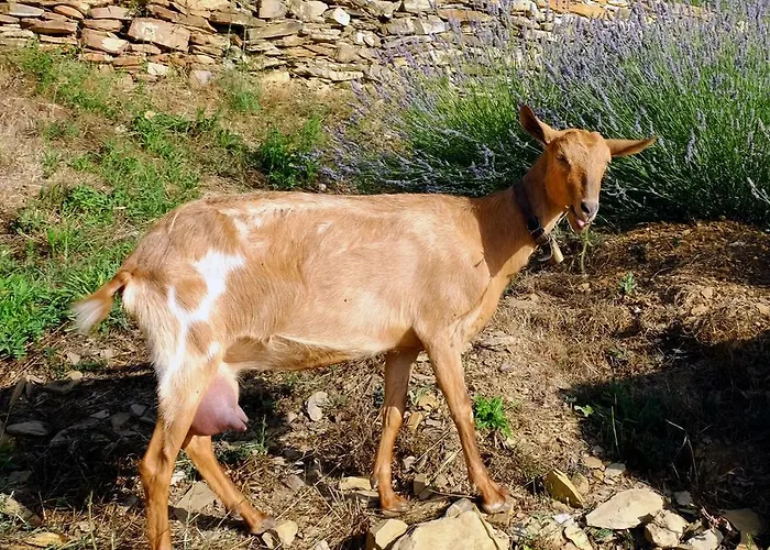 Farma Agriturismo Il Roccolo Pantasina